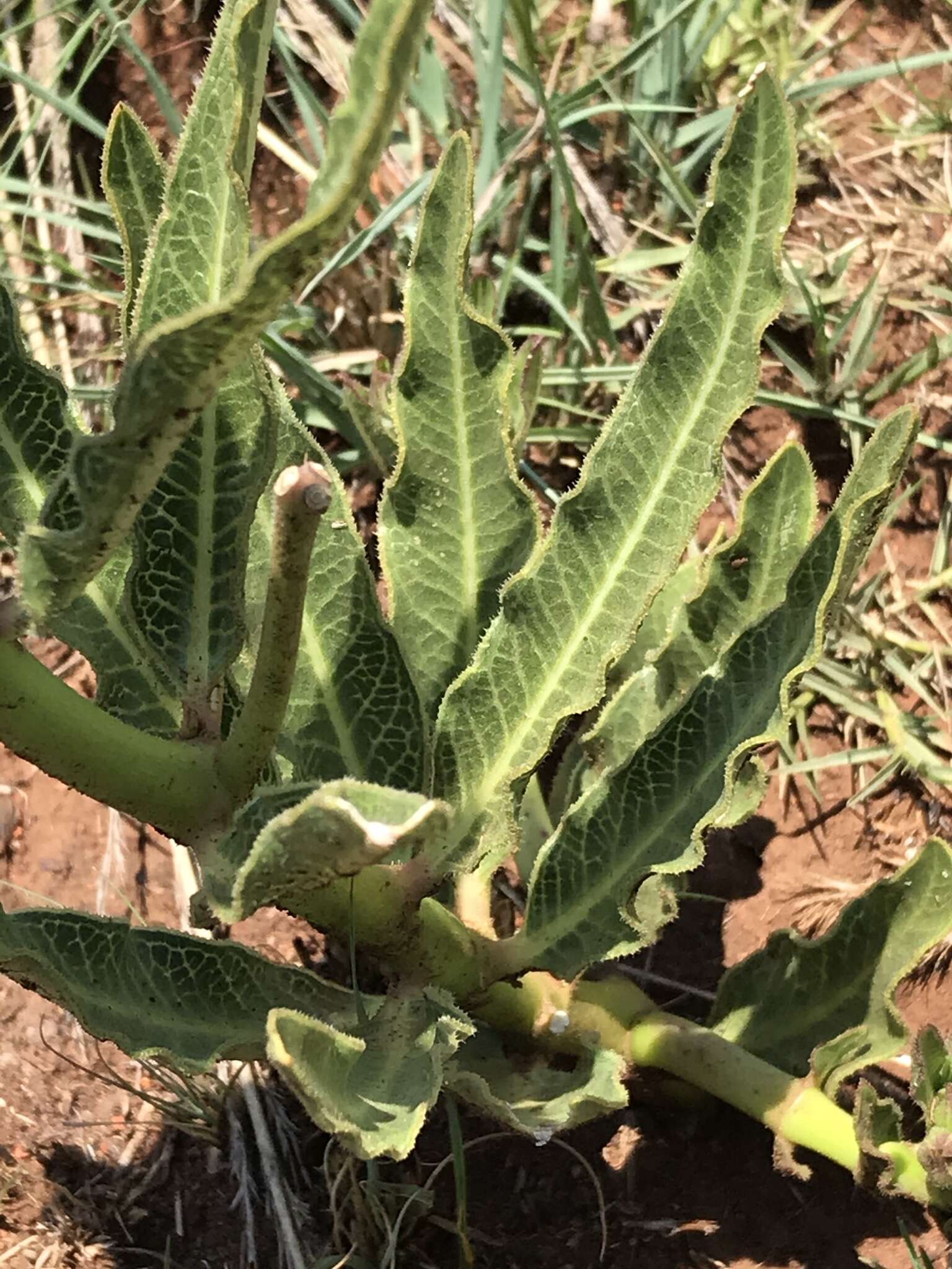 Image of Pachycarpus schinzianus (Schltr.) N. E. Br.