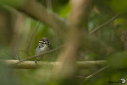 Image of White-breasted Wood Wren