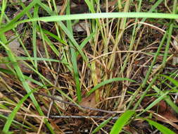 Image of Digitaria parviflora (R. Br.) Hughes