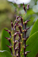 Image of Stelis megachlamys (Schltr.) Pupulin