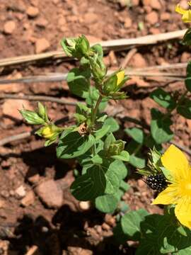 Image of Hypericum aethiopicum subsp. sonderi (Bred.) N. K. B. Robson