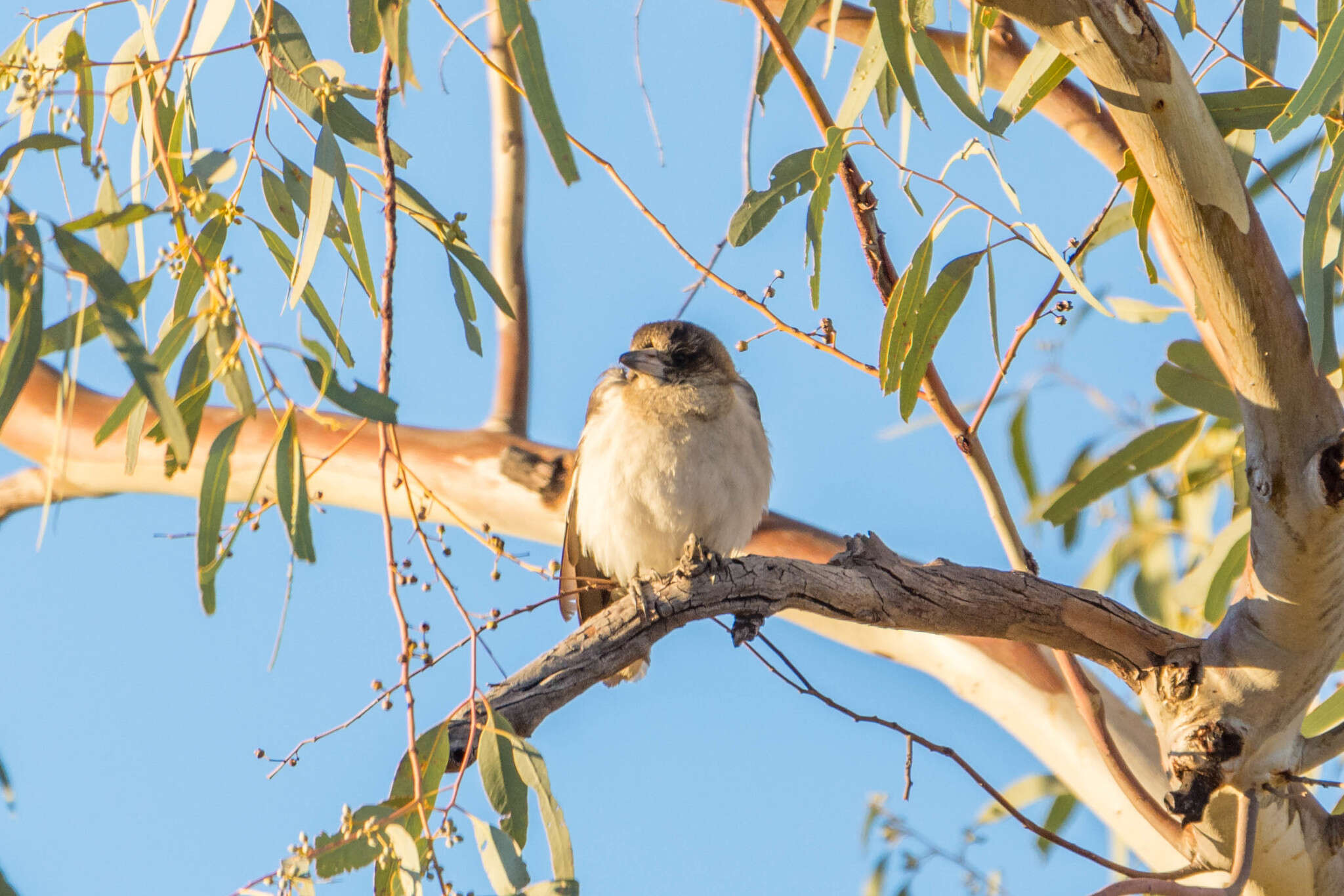 Image of Grey Butcherbird