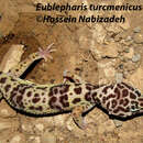 Image of Turkmenistan Eyelid Gecko