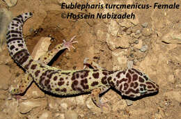 Image of Turkmenistan Eyelid Gecko