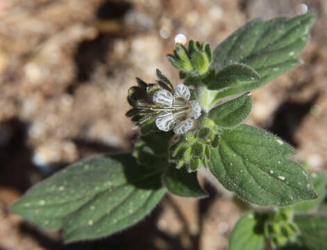 Image of Santa Lucia phacelia