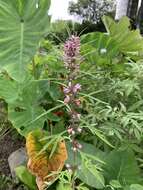 Image of Chinese motherwort