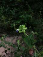 Image of Salvia herbacea Benth.