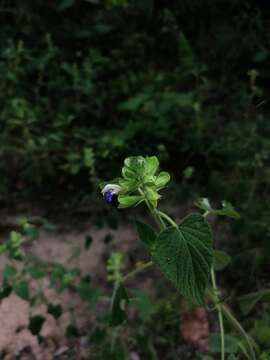 Image of Salvia herbacea Benth.