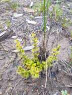 Image of Drosera ramellosa Lehm.