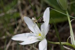 Image de Heliothela wulfeniana Scopoli 1763