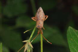 Image of Melucha phyllocnemis (Burmeister 1835)