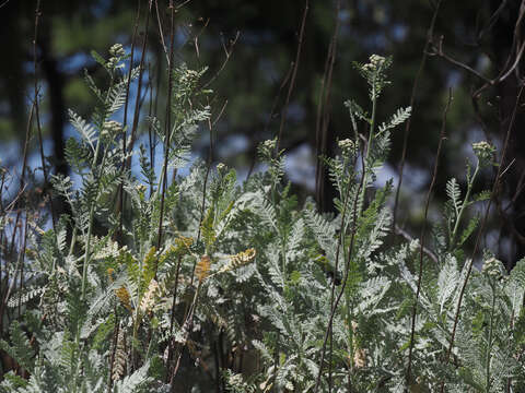 Plancia ëd Gonospermum ptarmiciflorum (Webb & Berth.) Febles