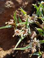 Image of Euphorbia pseudotuberosa Pax