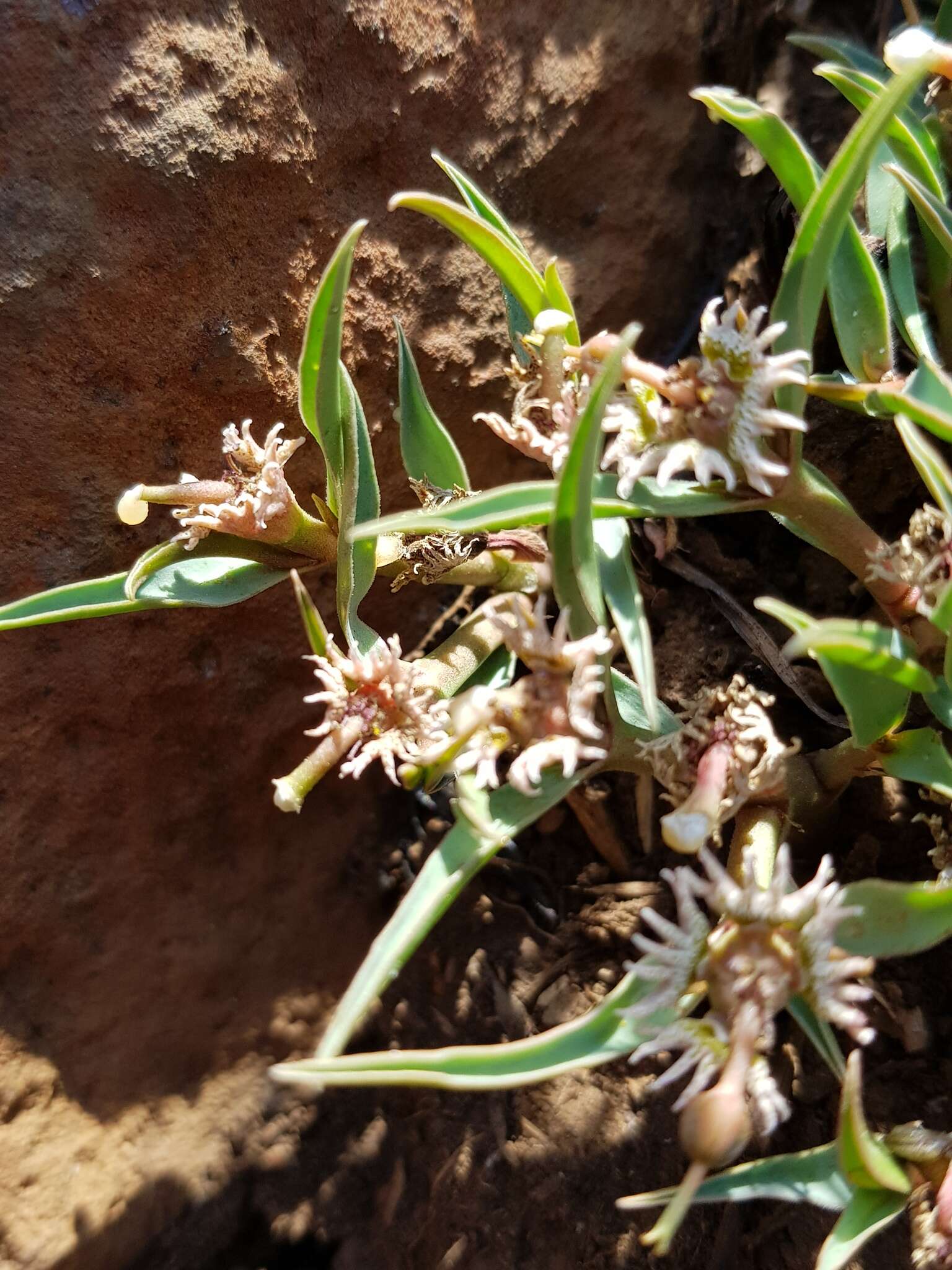 Image of Euphorbia pseudotuberosa Pax