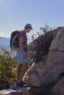 Image of Protea aristata Phillips