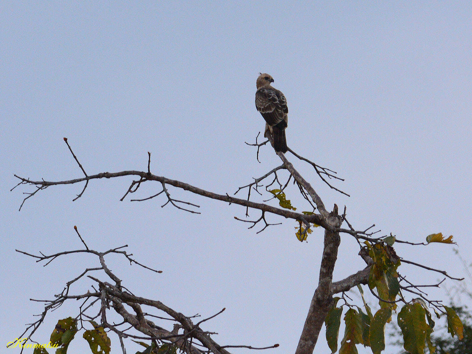 Nisaetus nanus (Wallace 1868) resmi