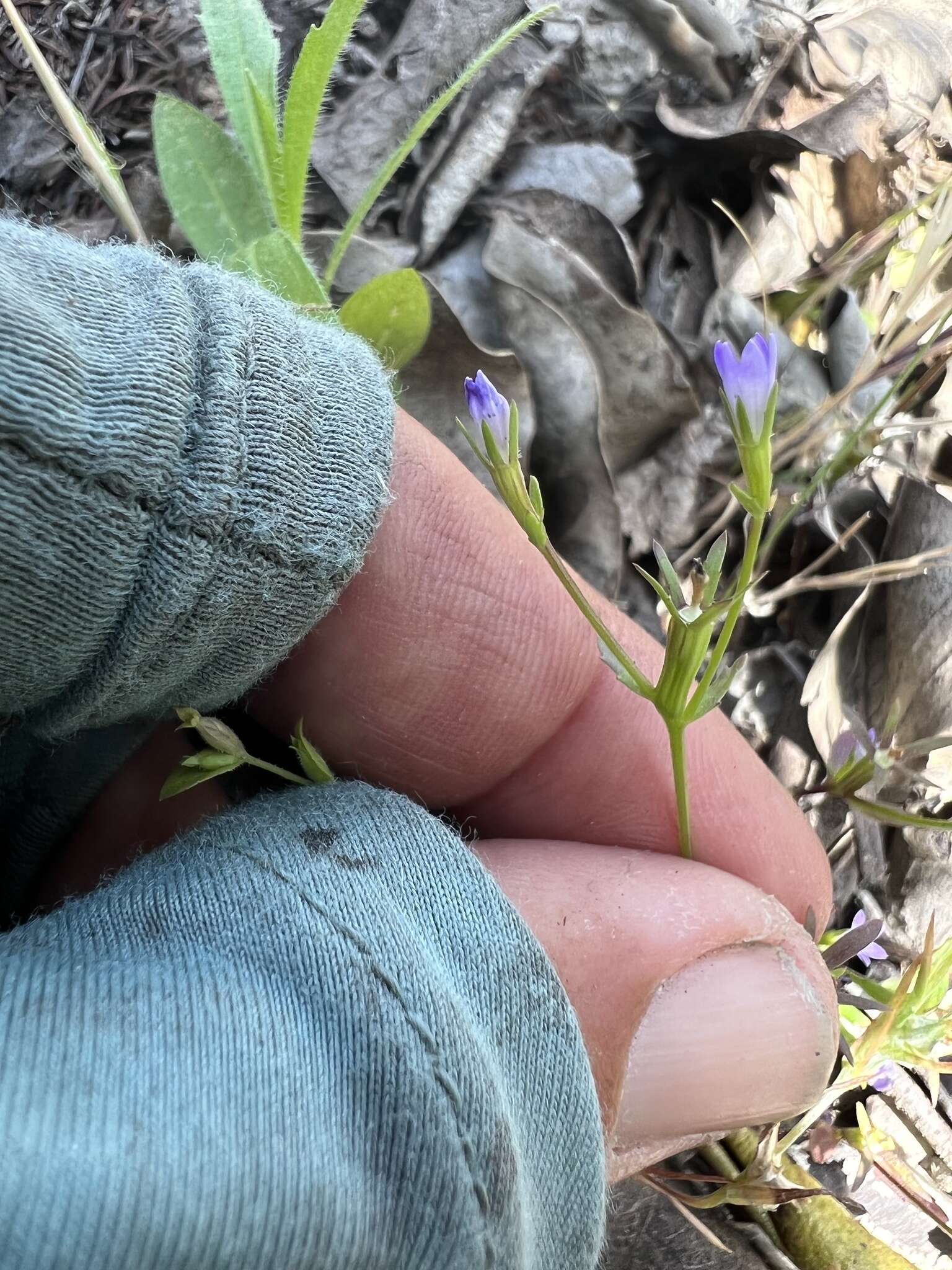 Image of San Gabriel bluecup