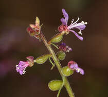 Clarkia heterandra (Torrey) H. Lewis & P. H. Raven resmi