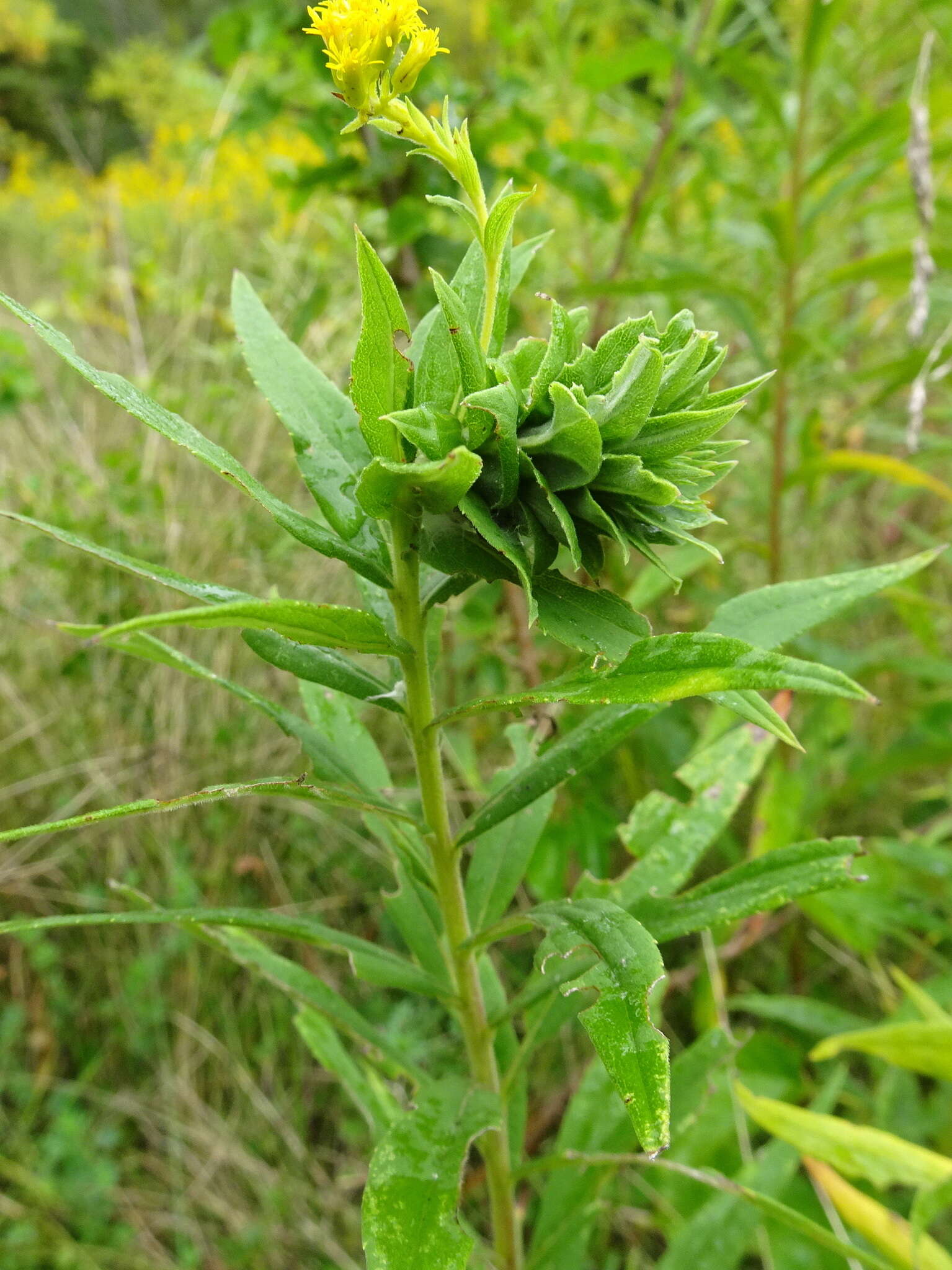 Sivun Rhopalomyia solidaginis (Loew 1862) kuva