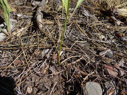 Image of Coleman's piperia