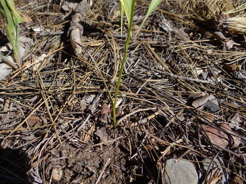 Sivun Platanthera colemanii (Rand. Morgan & Glic.) R. M. Bateman kuva