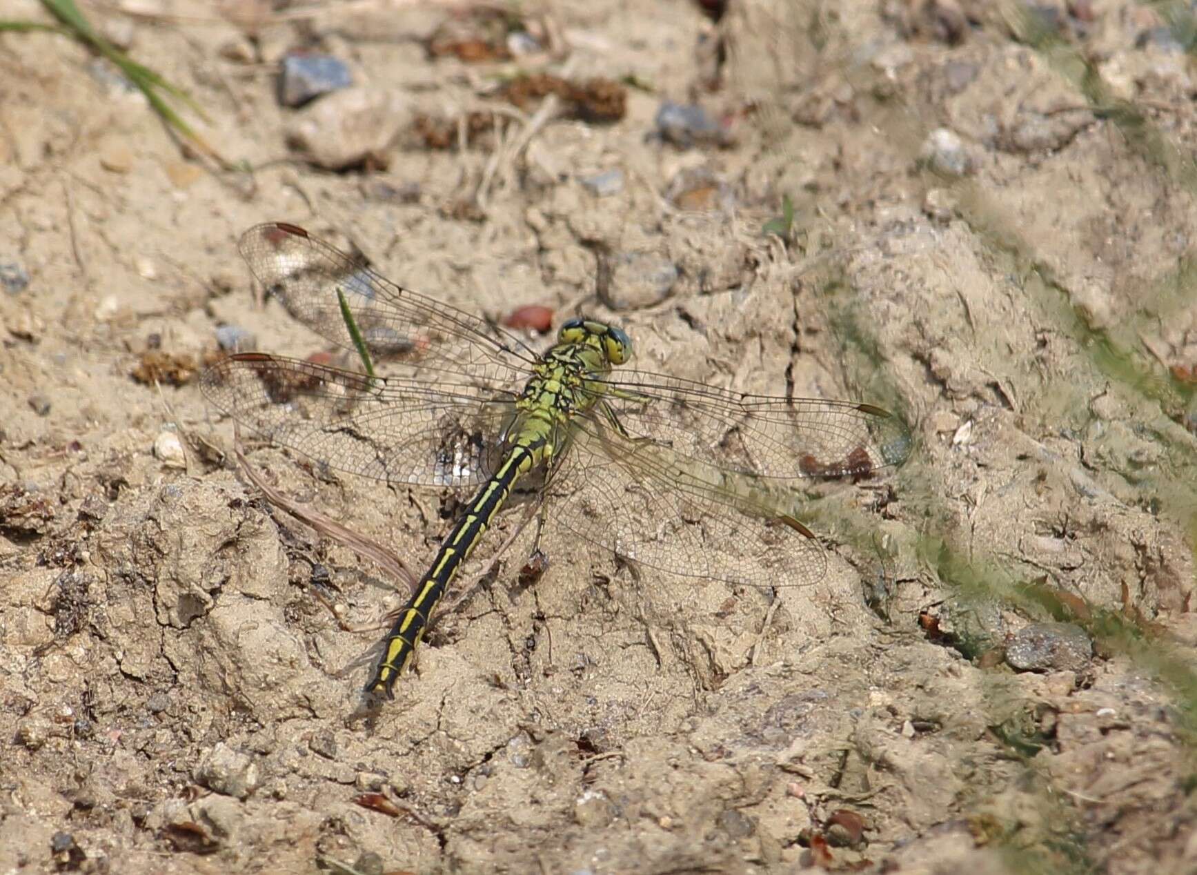 Image of Western Clubtail