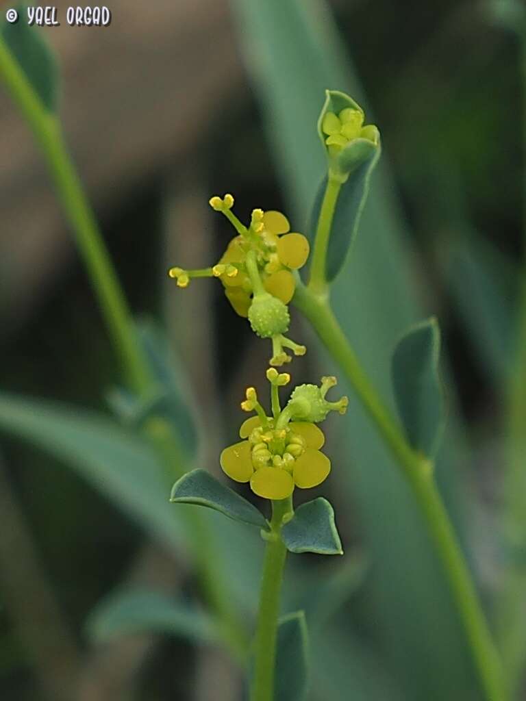 Image of Euphorbia erinacea Boiss. & Kotschy