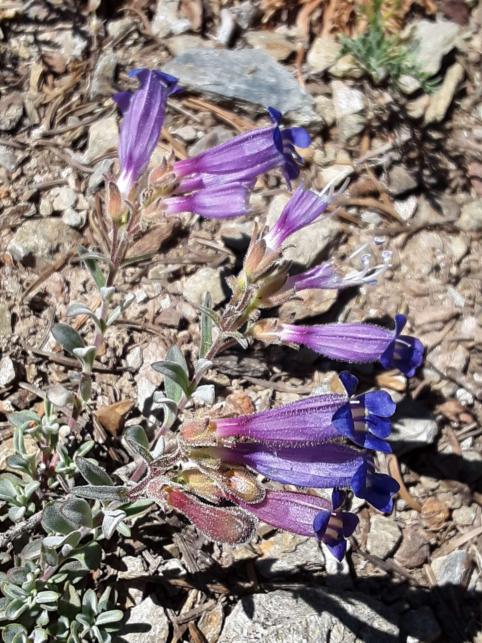 Image of Snow Mountain beardtongue