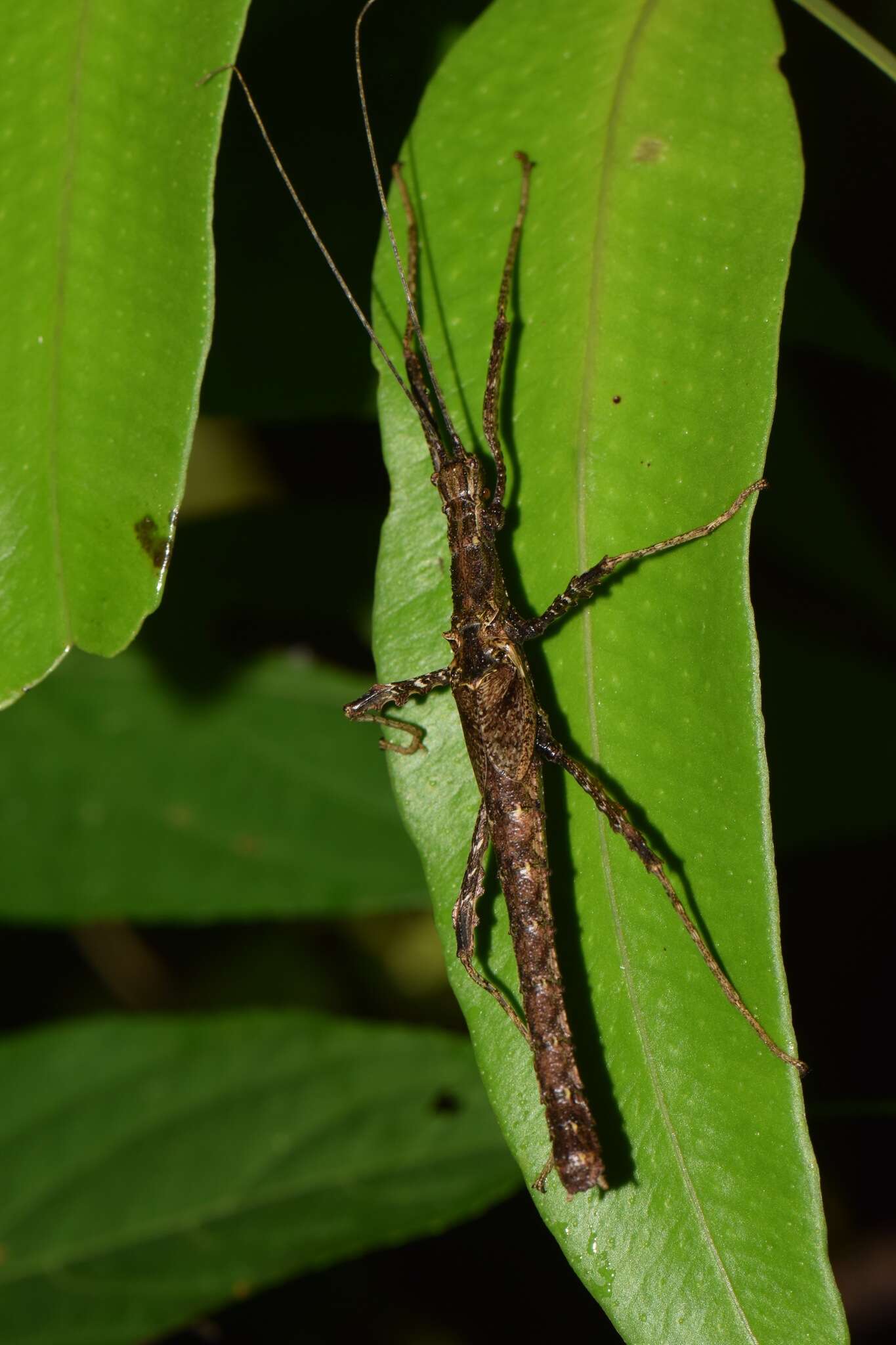 Image of Ignacia auriculata (Bolívar 1896)