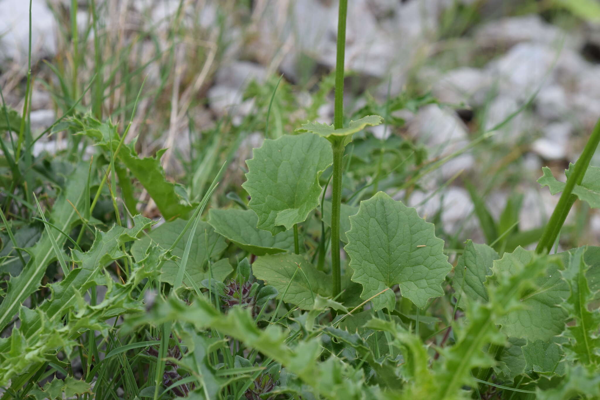 Image of Doronicum columnae Ten.