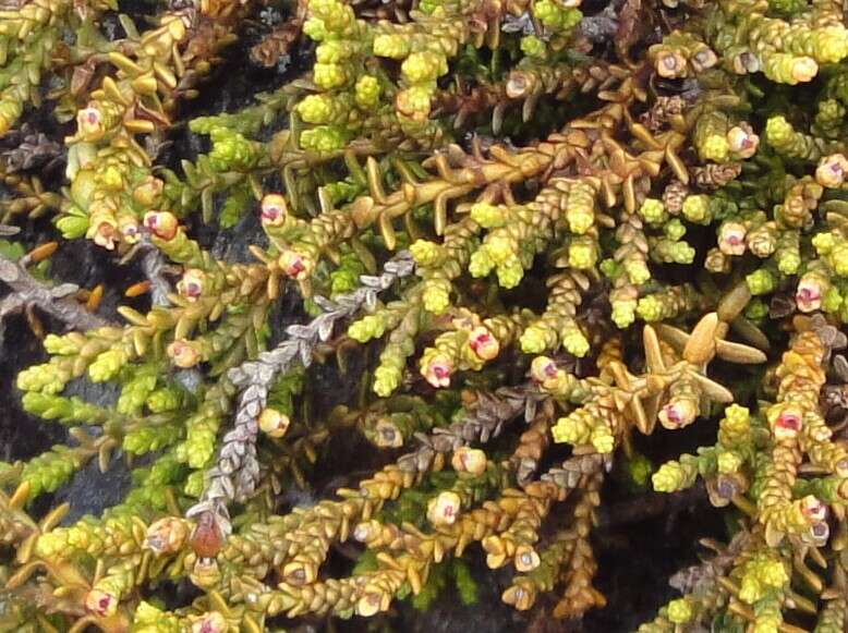 Imagem de Lepidothamnus laxifolius (Hook. fil.) Quinn