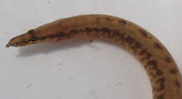 Image of East african spiny eel