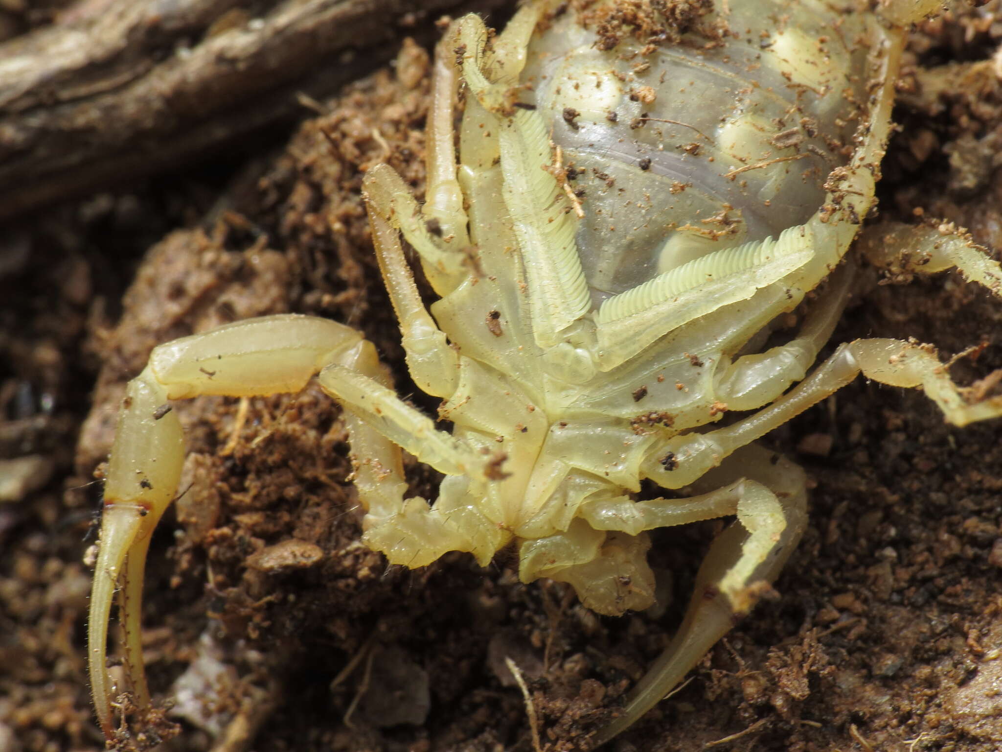 Image of Buthus montanus Lourenço & Vachon 2004