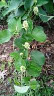 Image of Mandevilla pentlandiana (A. DC.) R. E. Woodson