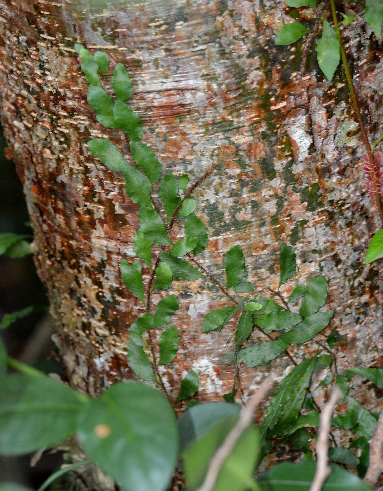 Image of clinging snakefern