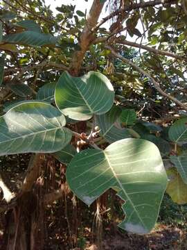 Ficus trichopoda Bak.的圖片