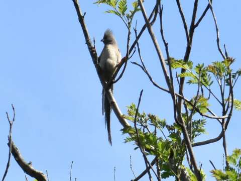 Image of White-backed Mousebird