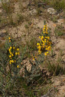 Image of Aspalathus joubertiana Eckl. & Zeyh.