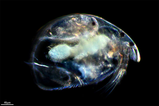 Image of <i>Alona intermedia</i> Sars 1862