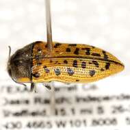 Image of Acmaeodera princeps Kerremans 1909