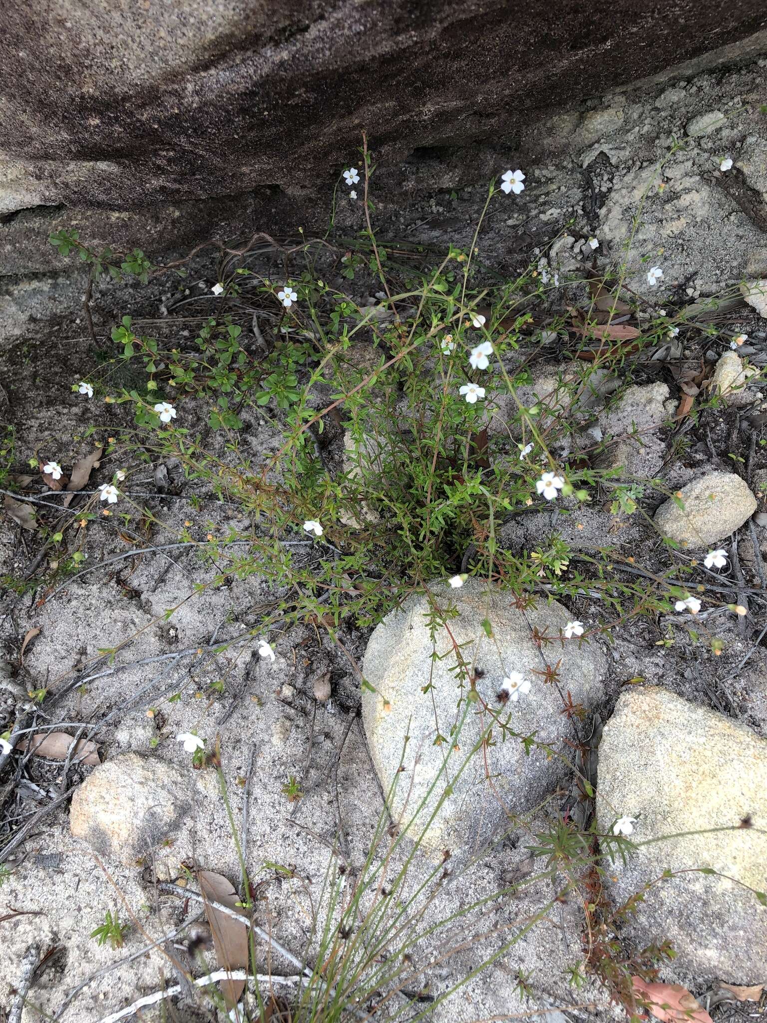 Image of Mitrasacme polymorpha R. Br.