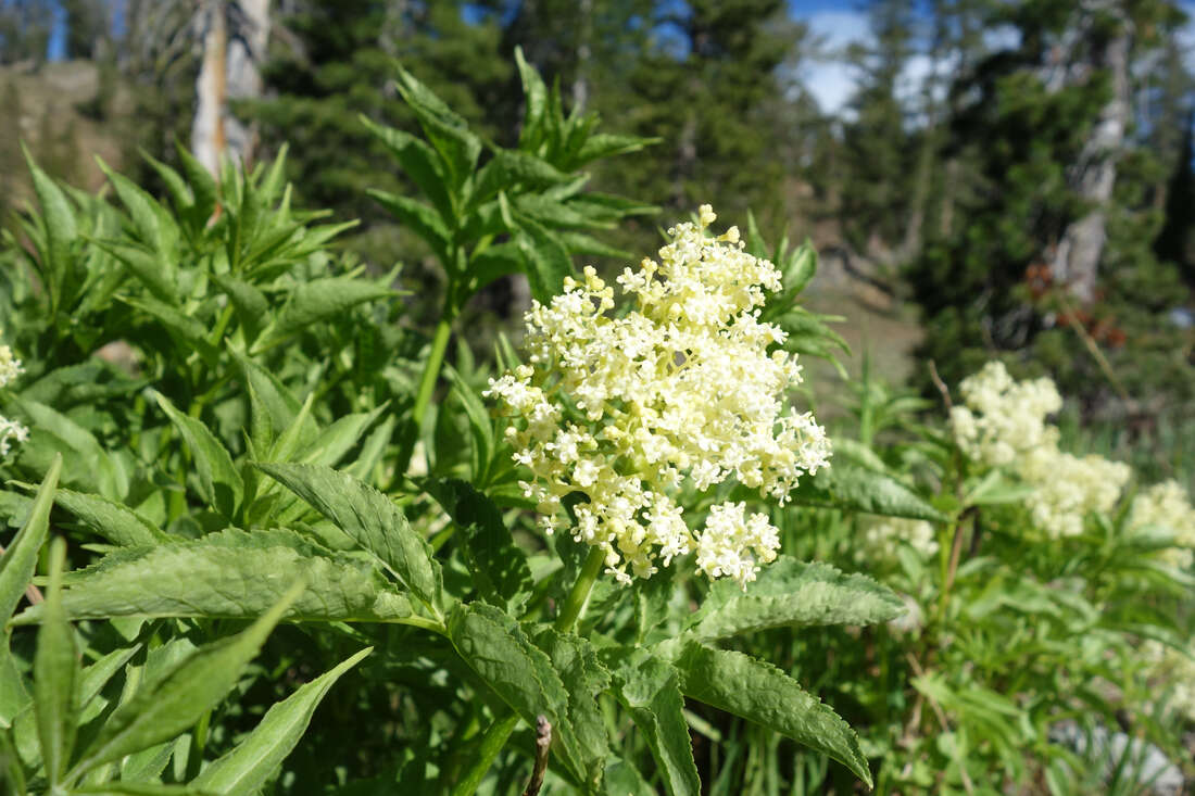 Image of red elderberry