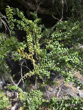 Image de Maytenus disticha (Hook. fil.) Urb.