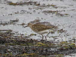 Image of Ruff