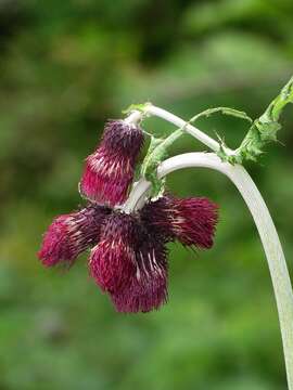 Image of Cirsium greimleri