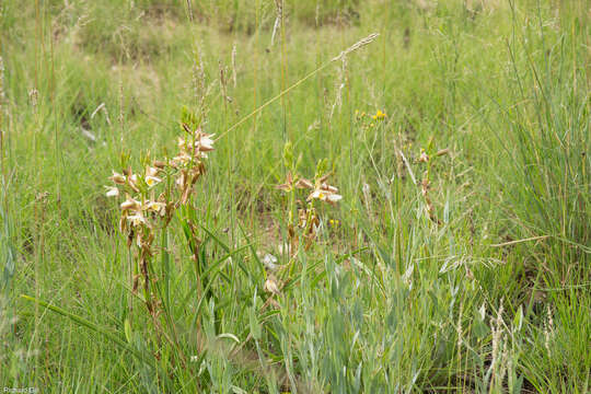 Sivun Eulophia ovalis var. bainesii (Rolfe) P. J. Cribb & la Croix kuva