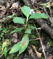 Image of Viola stipularis Sw.