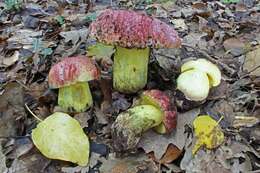 Image of Butyriboletus regius (Krombh.) D. Arora & J. L. Frank 2014