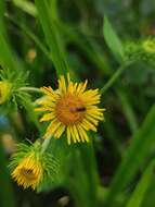 Image of Inula japonica Thunb.