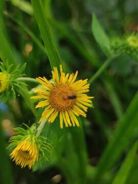 Image de Inula japonica Thunb.